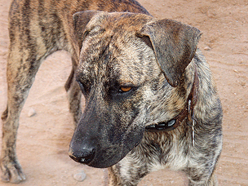 Local Cabo feral dog named Tigre
